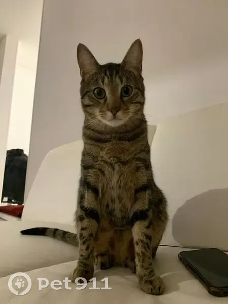 Chat perdu : Simba, tigré marron et noir - photo