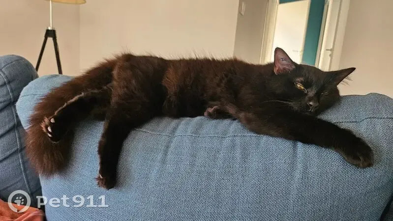Chatte noire perdue, tatouage 