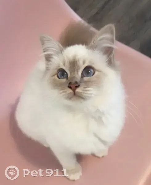 URGENT : Chat Olga perdue à Fuveau - photo