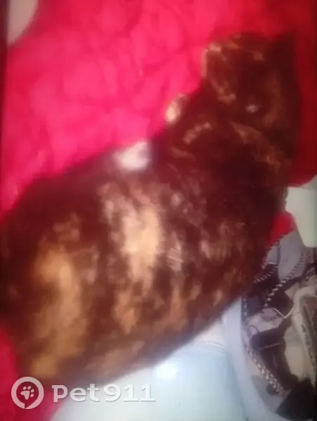 Chat Écaille perdu à La Possonnière - photo