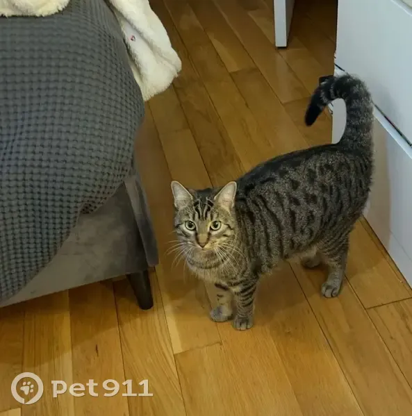 Chatte tigrée perdue à Versailles - photo