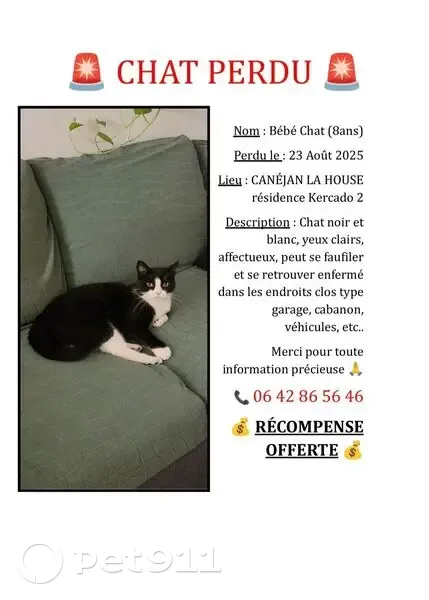 Chat noir et blanc perdu à Canéjan - photo