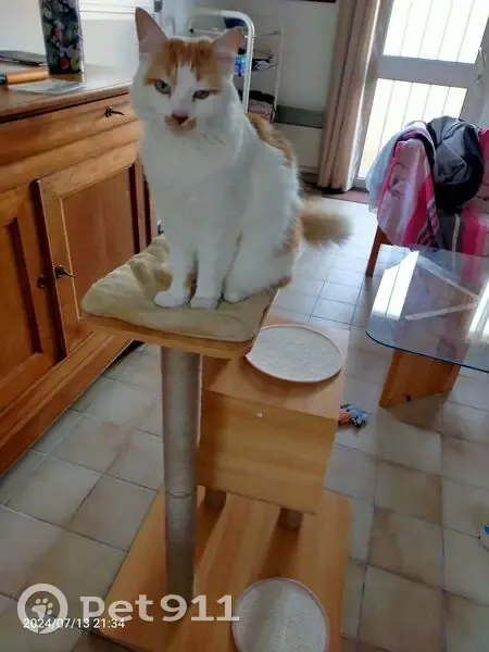 Chat blanc et roux perdu à Saint-Joachim - photo