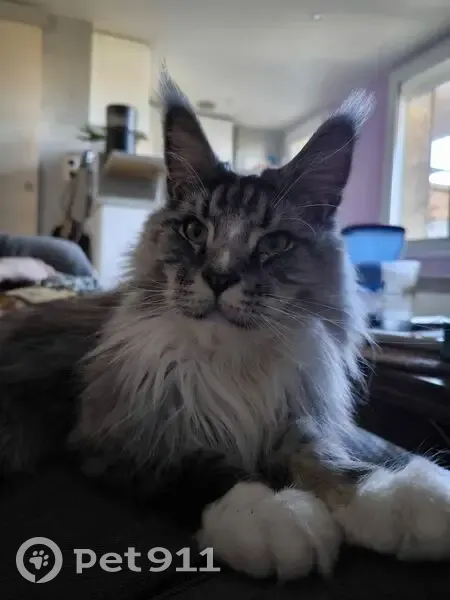 Chat perdu à Cuers : Aidez à retrouver Boomer - photo