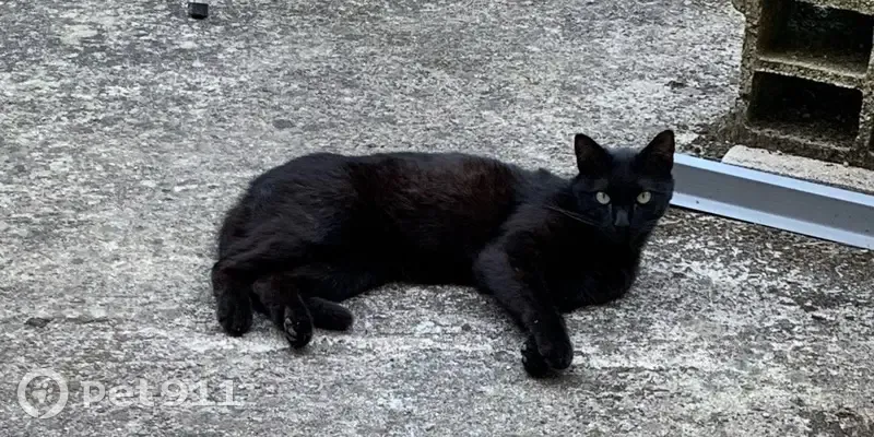 Chat perdu : Uby, peureux et câlin, Vallesvilles - photo