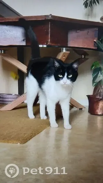 Chatte perdue, noire et blanche, Fonbeauzard - photo
