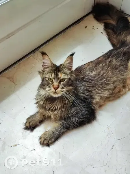 Chatte tigrée perdue à Beaupréau-en-Mauges - photo