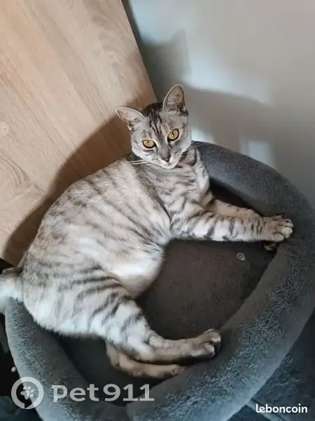 Chatte tigrée perdue à Nantes - photo