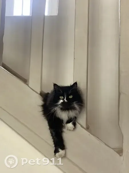 Chat noir et blanc perdu à Mennecy - photo