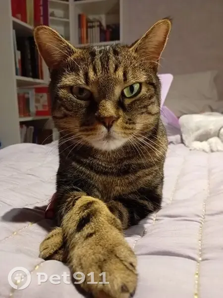 Chat tigré perdu à Brétigny-sur-Orge - photo