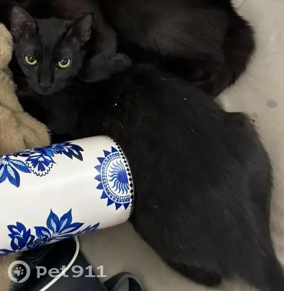 Gato desaparecido Fêmea (brl001431) - photo