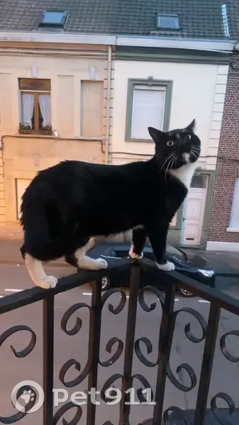 Chat perdu : noir et blanc, Rue du Touquet - photo