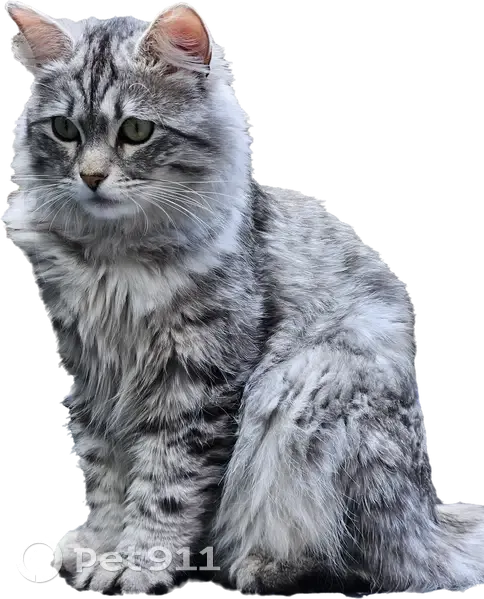 Chat perdue, collier avec infos, St-Denis - photo