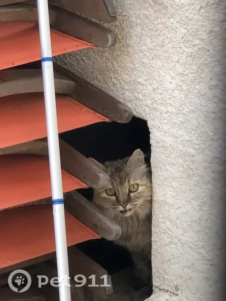 Chat craintif sous maison à Roquefort - photo