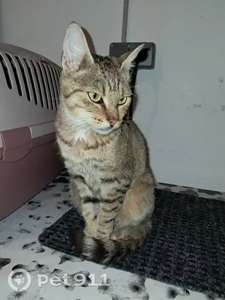 Chatte câline trouvée à Noyon - photo