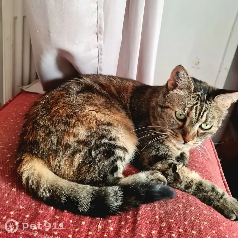 Chatte tigrée perdue, 10 ans, Cannes - photo
