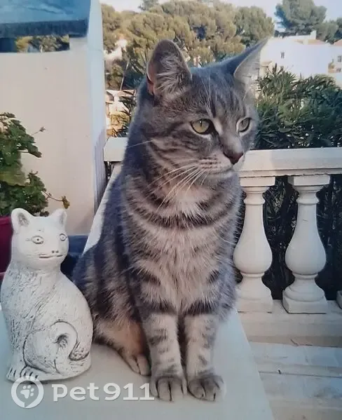 Chat tigré gris perdu, doux et peureux - photo