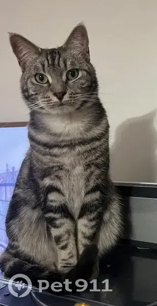 Chat perdu : tigré 4 ans, rue César Franck - photo