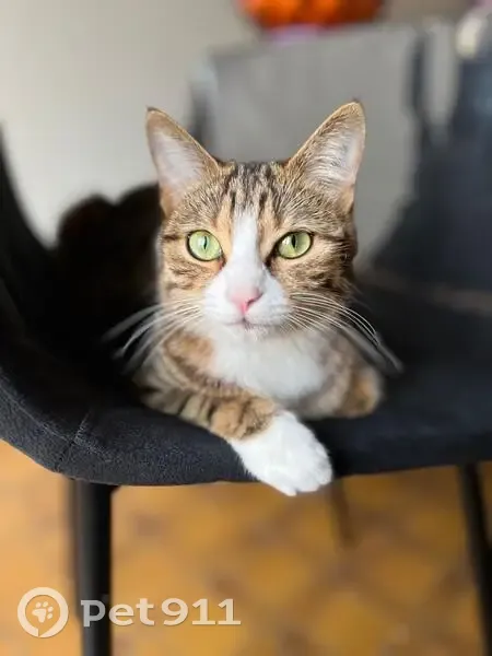 Chatte tigrée perdue à Lieusaint - photo