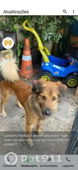 Cachorro perdido Macho (brl001438) - photo
