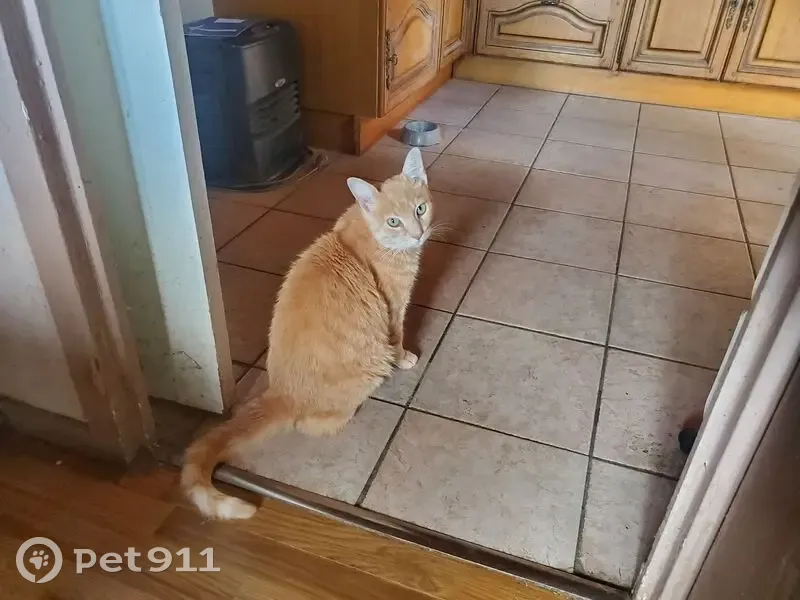 Chat sablé câlin trouvé à Jancigny - photo