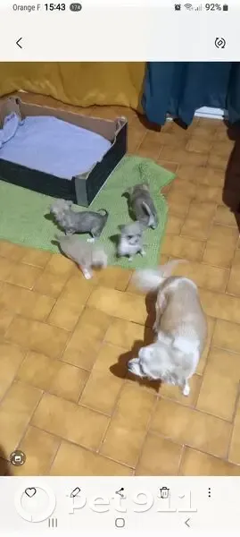 Petite chienne perdue, chiots à nourrir - photo
