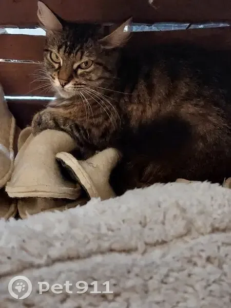 Chatte tigrée câline trouvée, stressée rue - photo
