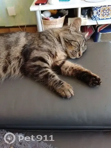 Chat trouvé Fille (ff565550) - photo
