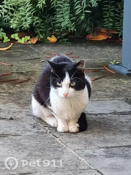 Chatte noir et blanc trouvée blessée au Mans - photo