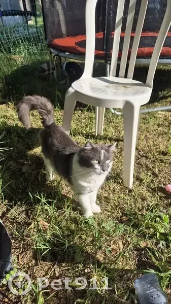 Chat disparu Garçon (fl565561) - photo