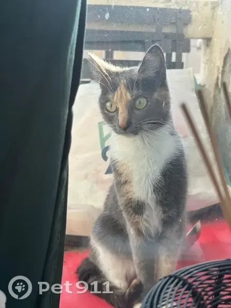 Chat disparu Fille, Bobigny (fl565564) - photo