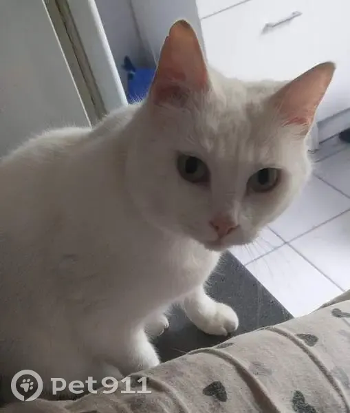 Chat disparu Fille, Nîmes (fl565571) - photo