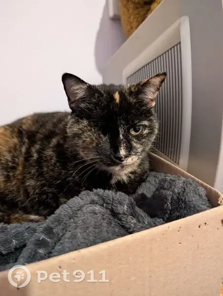 Chat disparu Fille, Saint-Dolay (fl565574) - photo