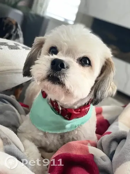Chien disparu Garçon (fl565575) - photo