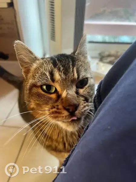 Chat disparu Fille, Saint-Benoît (fl565583) - photo