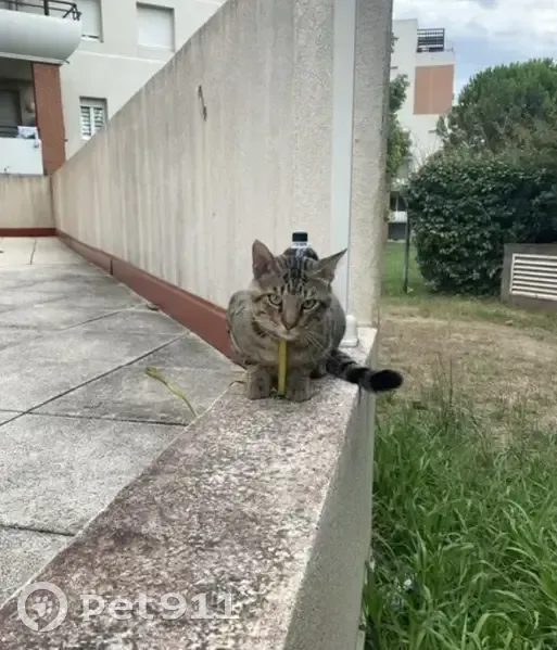 Chat disparu Garçon, Montpellier (fl565563) - photo