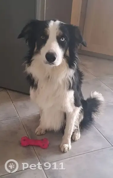 Chien disparu Garçon (fl565589) - photo