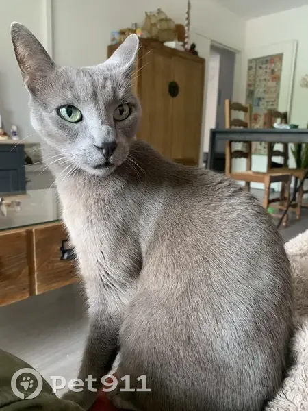 Chat européen gris perdu à Balma - photo