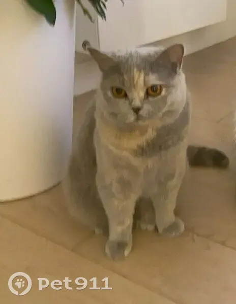 Chat disparu Fille (fl565596) - photo