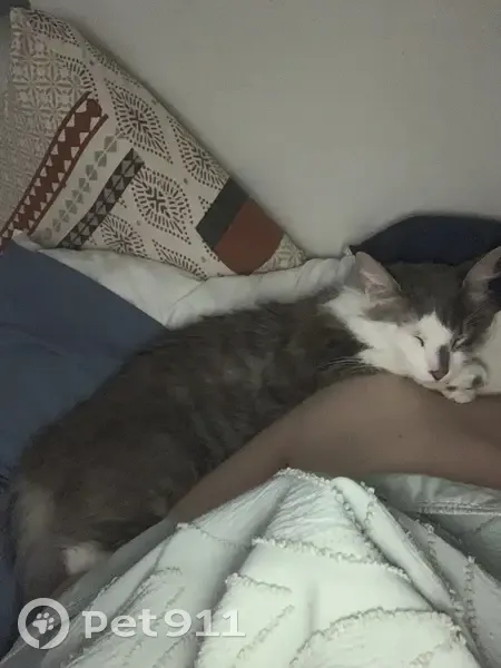Chat disparu Garçon, Colomiers (fl565629) - photo