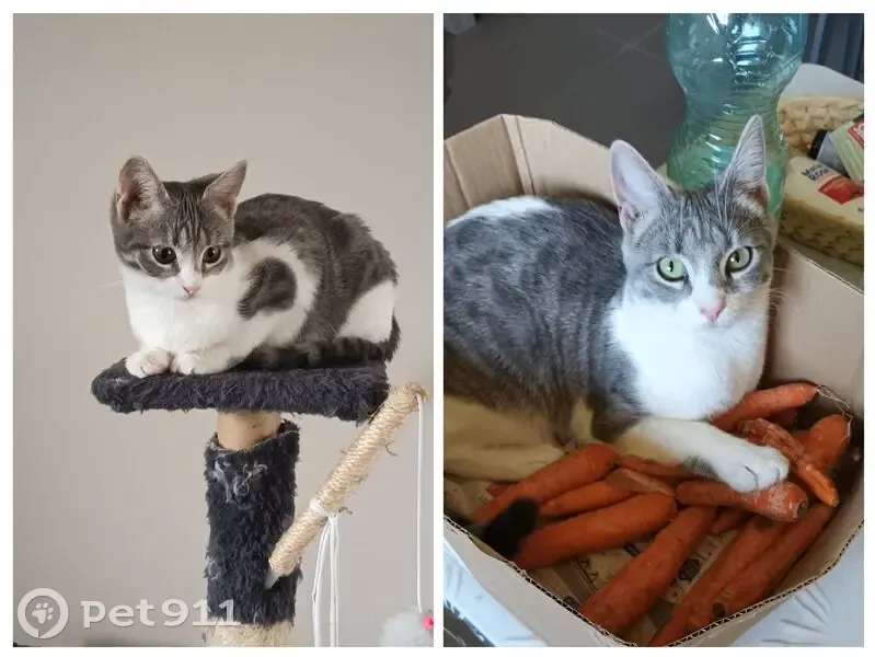 Chatte perdue Vénus, grise et blanche - photo