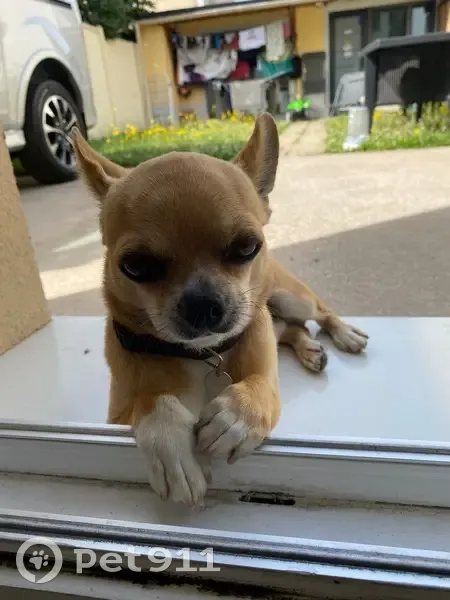 Chihuahua marron perdu à Pavillons-sous-Bois - photo