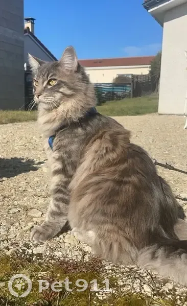 Main Coon gris perdu, 15 mois, Les Villettes - photo