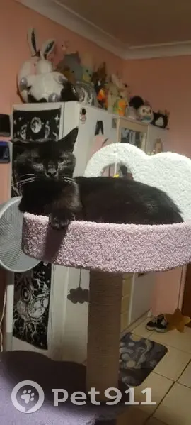 Lost Black Cat: Aten, Bent Ear, Fraser Coast - photo