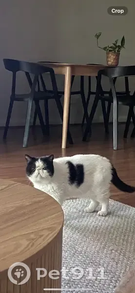 Chat perdu : Pablo, noir et blanc, timide - photo