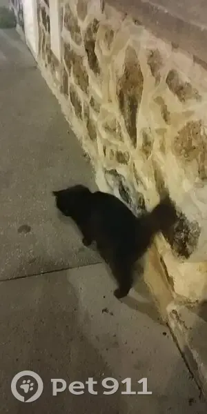 Chat noir trouvé, doux et sociable à Paris - photo