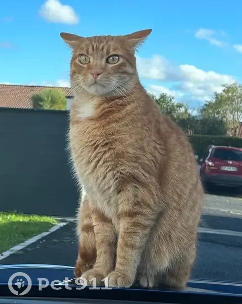 Chatte rousse perdue secteur Fontgieve - photo