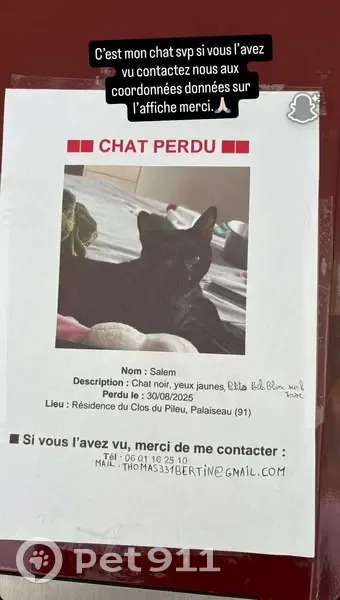 Chat noir perdu à Palaiseau - photo
