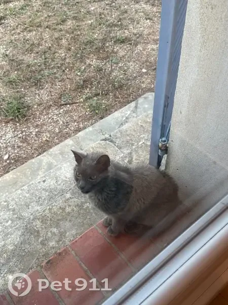 Chat trouvé revient quotidiennement à Mougins - photo