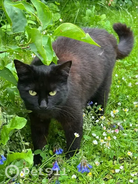 Chatte noire perdue à Marseille - photo